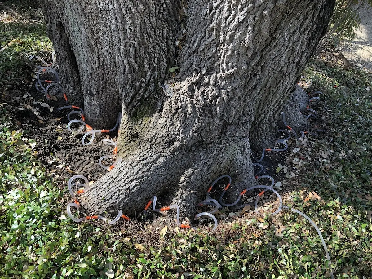 Detailed Tree Cabling and Bracing job site in Harwood Heights