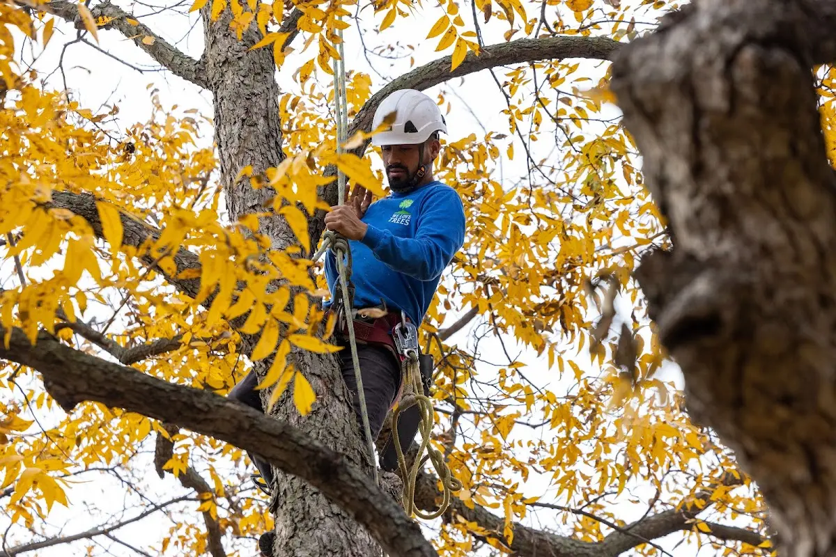 Skilled Tree Pruning crew working in Harwood Heights