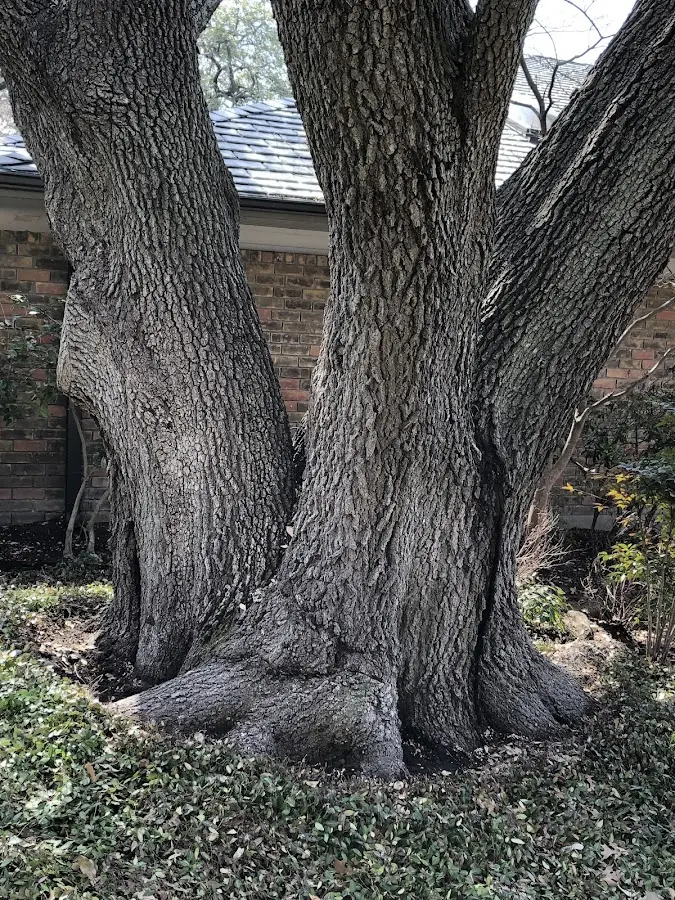 Mature heritage tree close to a Harwood Heights property cared for by certified arborists