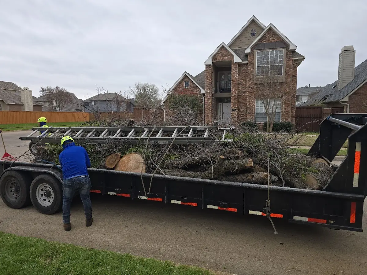 Expert Tree Pest Control with proper safety equipment in Harwood Heights